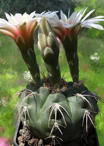 DSC02790Gymnocalycium poeschlii