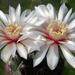 DSC02791Gymnocalycium poeschlii