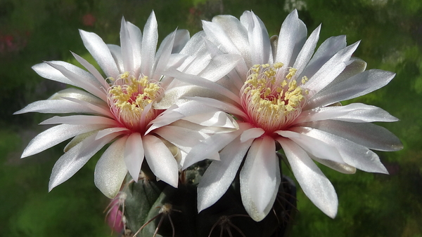 DSC02791Gymnocalycium poeschlii