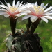 DSC02792Gymnocalycium poeschlii