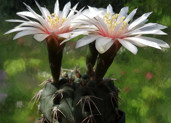 DSC02792Gymnocalycium poeschlii