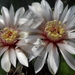 DSC02793Gymnocalycium poeschlii