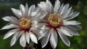 DSC02793Gymnocalycium poeschlii