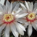 DSC02794Gymnocalycium poeschlii