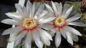 DSC02794Gymnocalycium poeschlii