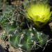 DSC02797Gymnocalycium andreae grandiflorum