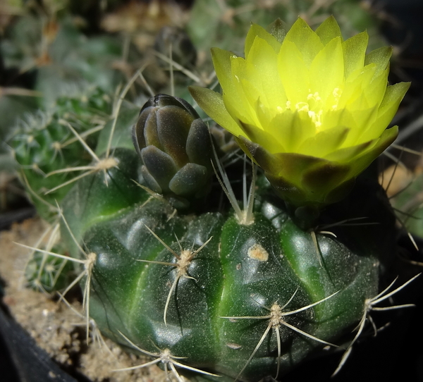 DSC02797Gymnocalycium andreae grandiflorum