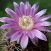 DSC02839Gymnocalycium neuhuberi