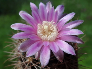 DSC02839Gymnocalycium neuhuberi