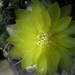 DSC02843Gymnocalycium andreae grandiflorum
