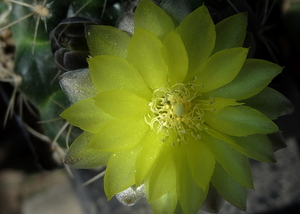 DSC02843Gymnocalycium andreae grandiflorum