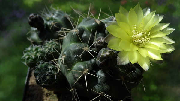 DSC02846Gymnocalycium andreae grandiflorum