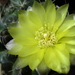 DSC02848Gymnocalycium andreae grandiflorum