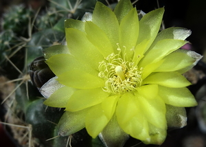 DSC02848Gymnocalycium andreae grandiflorum