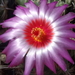 DSC02853Thelocactus bicolor