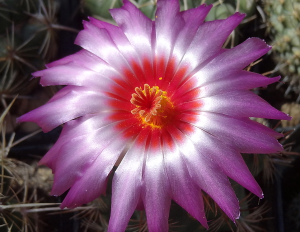 DSC02853Thelocactus bicolor