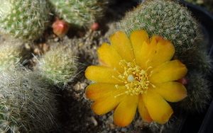 DSC03027Aylostera fabrisii v. aureiflora