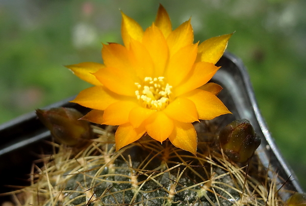 DSC03030Sulcorebutia candiae VS 628