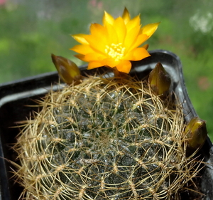 DSC03029Sulcorebutia candiae VS 628