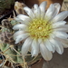 DSC03054Gymnocalycium borthii HV 673