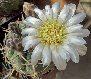 DSC03054Gymnocalycium borthii HV 673