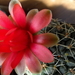 DSC03056Gymnocalycium baldianum JO 295