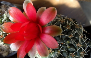 DSC03056Gymnocalycium baldianum JO 295