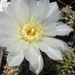 DSC03061Gymnocalycium hyptiacanthum