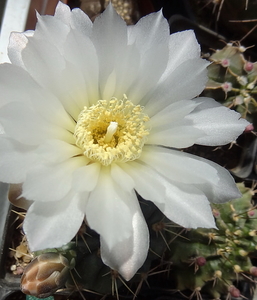 DSC03061Gymnocalycium hyptiacanthum