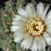 DSC03063Gymnocalycium quehlianum SE6