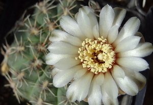 DSC03063Gymnocalycium quehlianum SE6