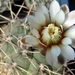 DSC03066Gymnocalycium ochoterenae TOM 09-381