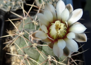 DSC03066Gymnocalycium ochoterenae TOM 09-381