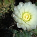 DSC03074Gymnocalycium gibbosum v. nobile