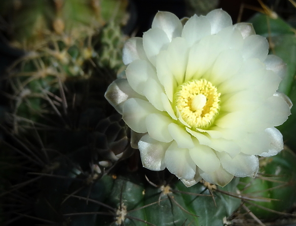 DSC03074Gymnocalycium gibbosum v. nobile