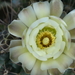 DSC03094Gymnocalycium hyptiacanthum