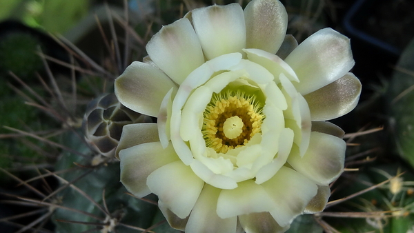 DSC03094Gymnocalycium hyptiacanthum