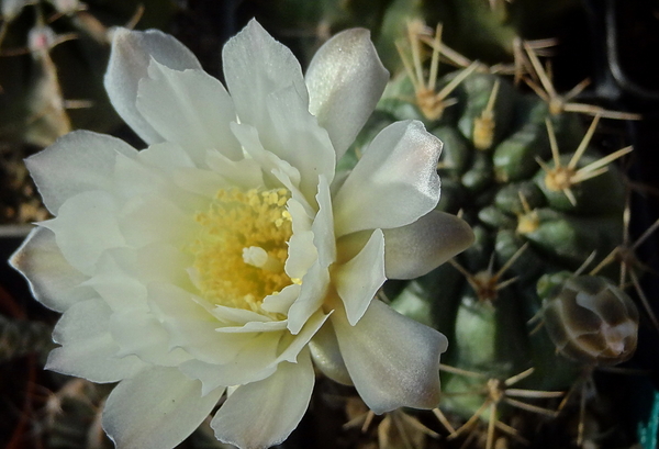 DSC03095Gymnocalycium hyptiacanthum