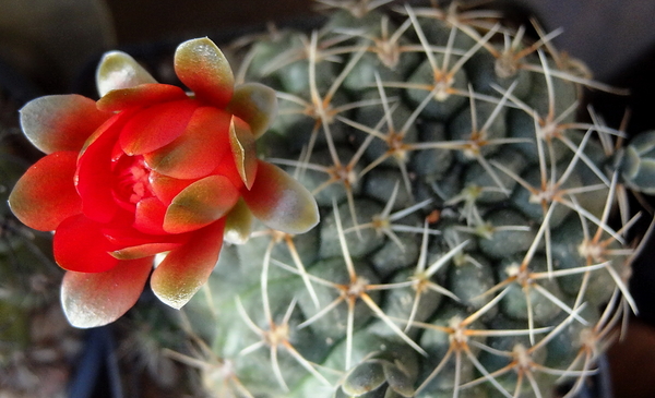 DSC03097Gymnocalycium baldianum JO 295