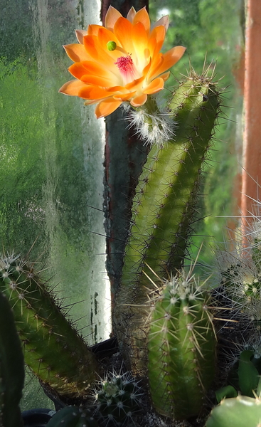 DSC03099Echinocereus salm-dyckianus