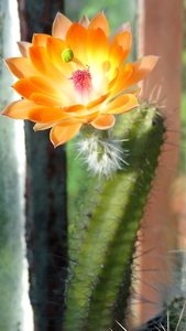 DSC03102Echinocereus salm-dyckianus