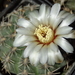 DSC03385Gymnocalycium quehlianum SE6