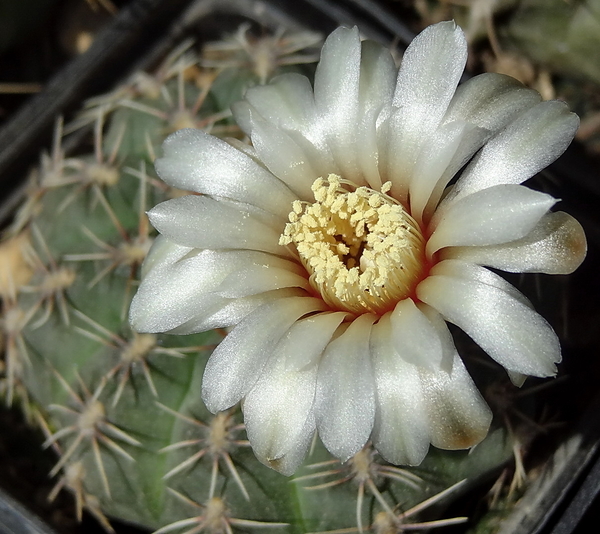 DSC03385Gymnocalycium quehlianum SE6