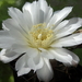 DSC03387Gymnocalycium hyptiacanthum