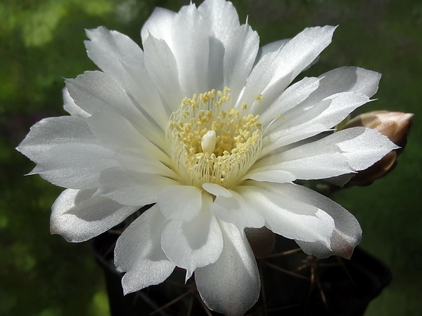 DSC03387Gymnocalycium hyptiacanthum