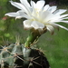 DSC03388Gymnocalycium hyptiacanthum