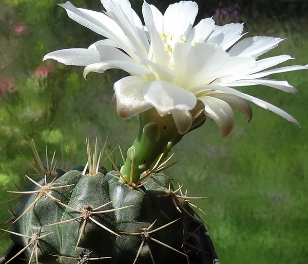 DSC03388Gymnocalycium hyptiacanthum