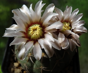 DSC03394Gymnocalycium ochoterenae v. cinereum