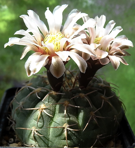 DSC03395Gymnocalycium ochoterenae v. cinereum