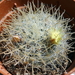 DSC03398Mammillaria puberula